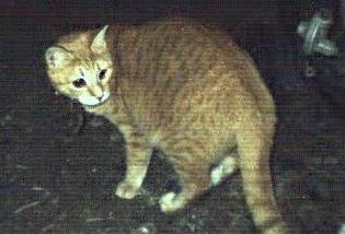 AlleyCat outside